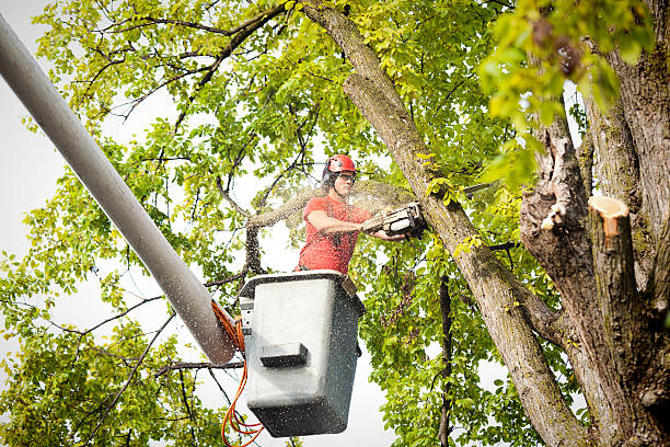 Best Palm Tree Trimming  in Royston, GA